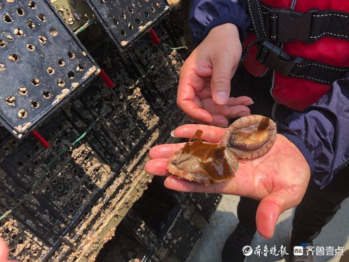 吃出口級海帶長大！“國鮑1號”上可養(yǎng)120噸類野生鮑魚