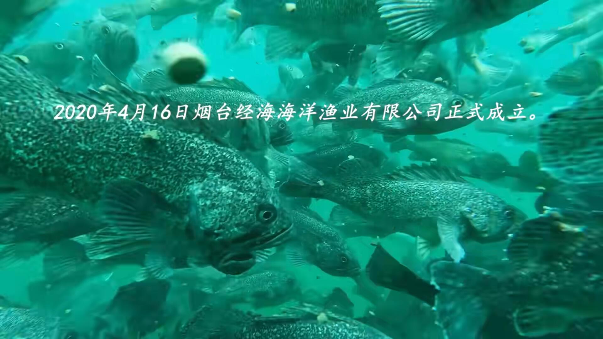 同舟四載，藍(lán)海揚(yáng)帆！慶祝經(jīng)海漁業(yè)成立四周年！